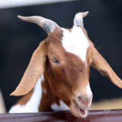 Hatton Goat