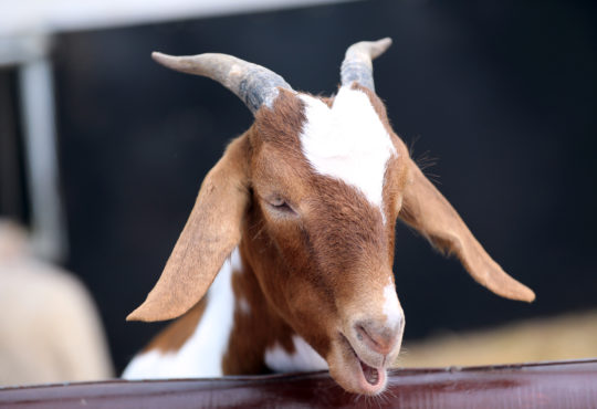 Hatton Goat