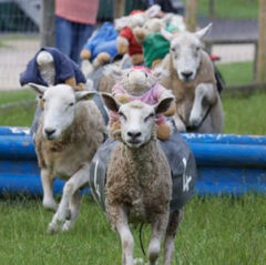 Hatton Adventure World Grand National Sheep Racing Attraction