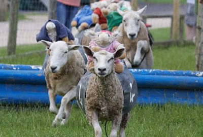 Hatton Adventure World Grand National Sheep Racing Attraction