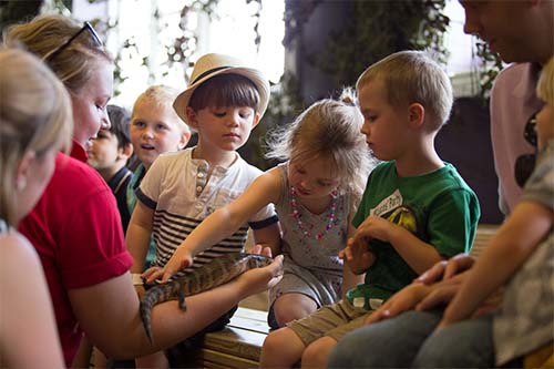 Hatton Reptiles Demonstration