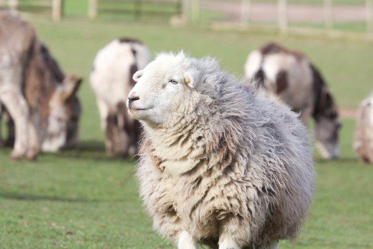 Hatton Adventure World Sheep