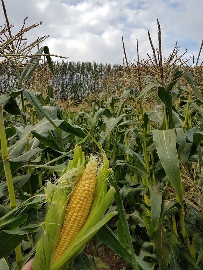 Hatton Sweetcorn Field