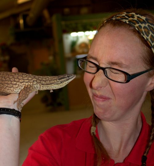 Spiny Tailed Monitor Lizard