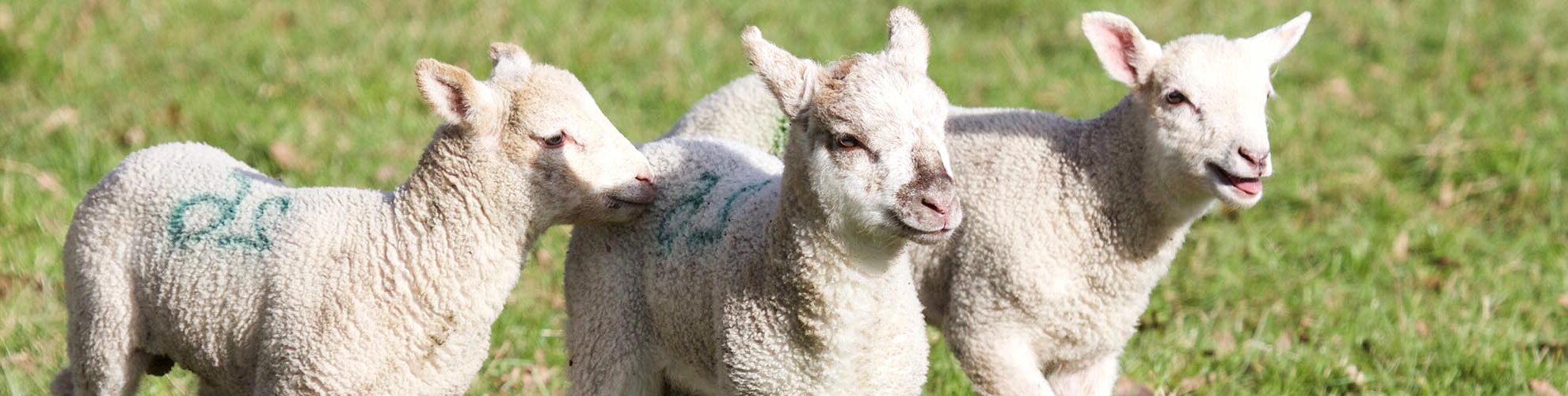 Hatton Adventure World Lambs