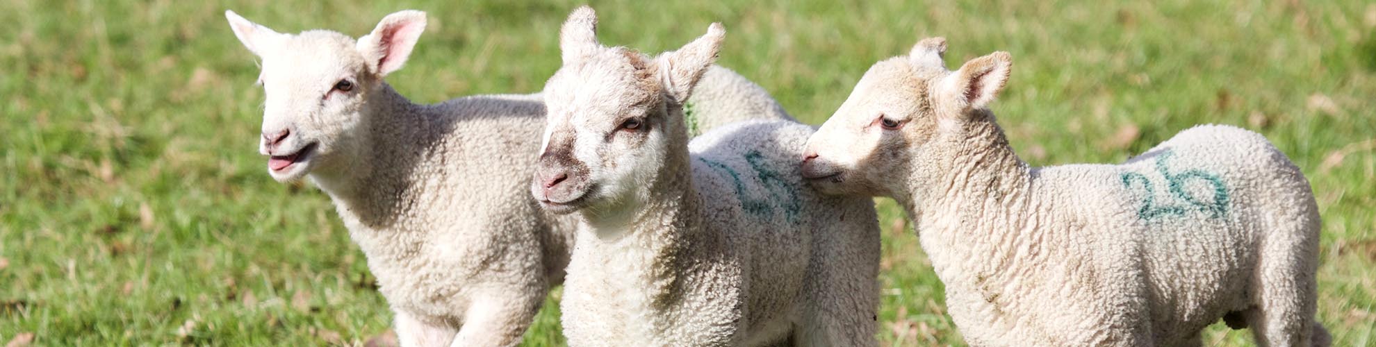 Hatton Adventure World Lambs