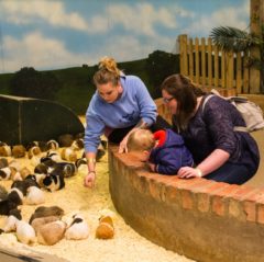 Guinea Pig Village at Hatton