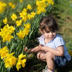 Hatton Adventure World PYO Daffodils