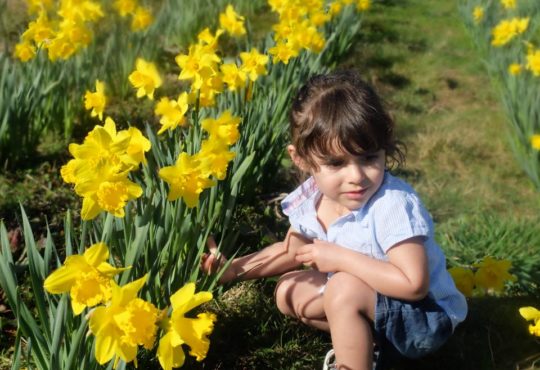 Hatton Adventure World PYO Daffodils