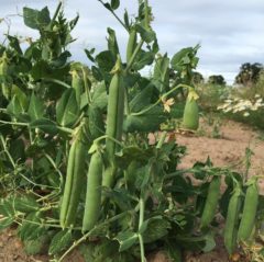 Hatton Adventure World Peas & Beans