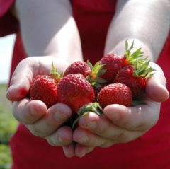 Hatton Adventure World PYO Strawberries