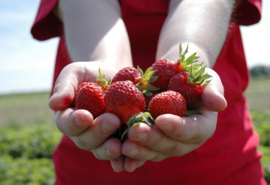 Hatton Adventure World PYO Strawberries