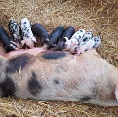 Hatton Adventure World Piglets