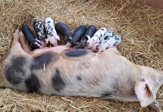 Hatton Adventure World Piglets