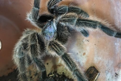 Hatton Spiders