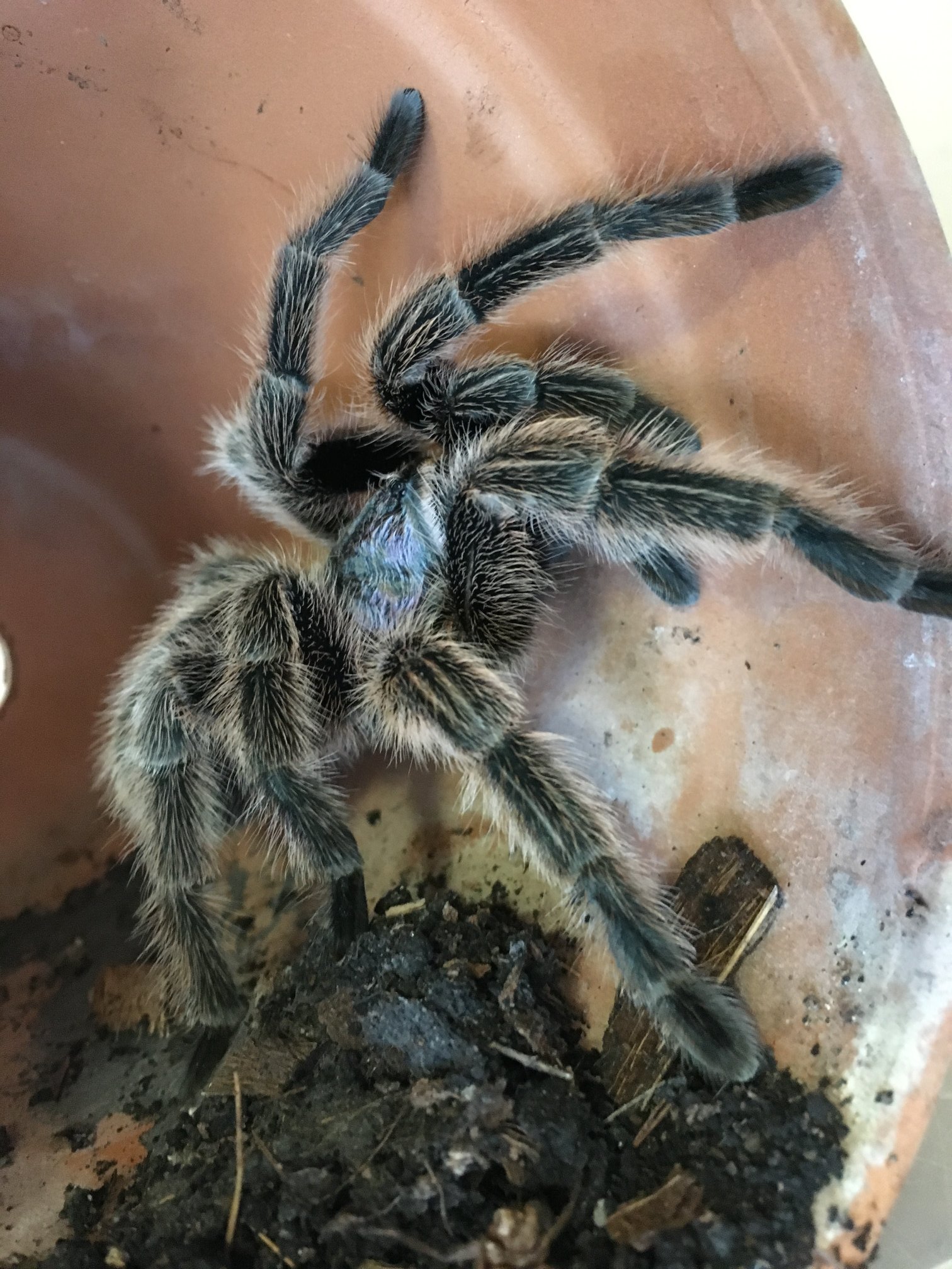 Hatton Spiders