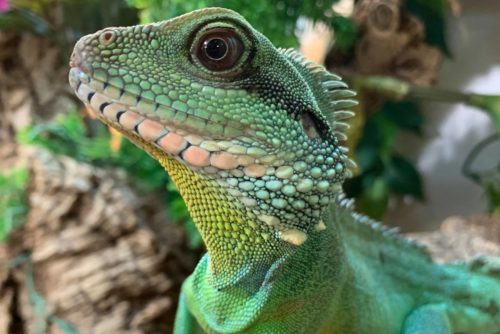 Hatton Adventure World Reptiles