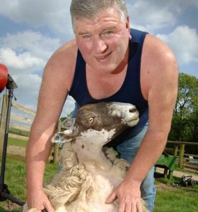 Sheep Sheering