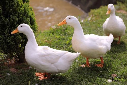 Hatton Ducks