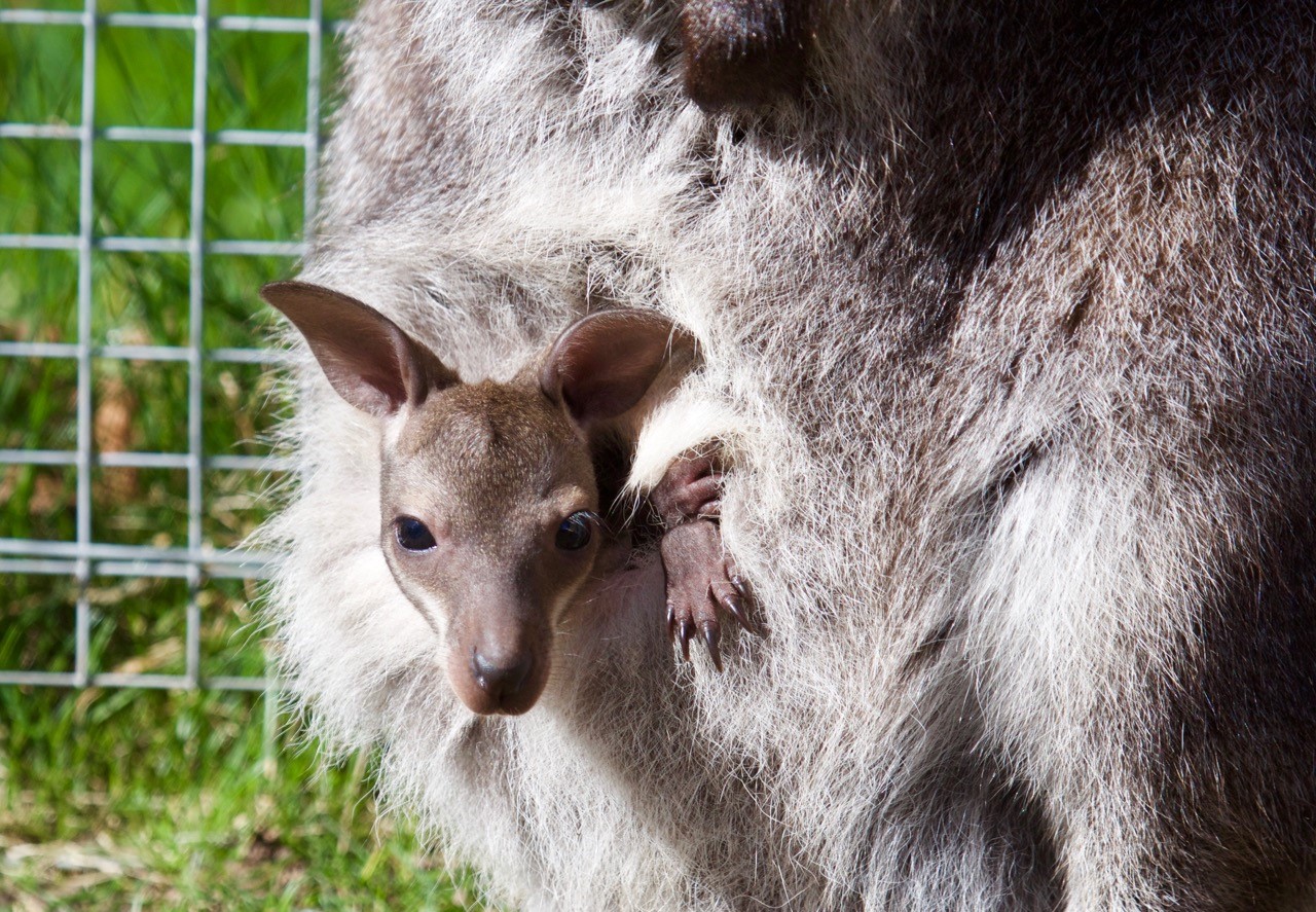 Hatton Joeys