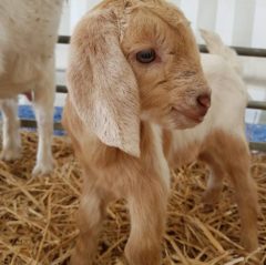 Hatton Baby Goat