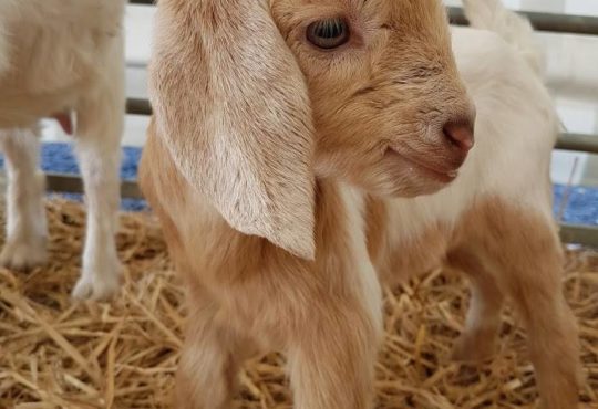 Hatton Baby Goat