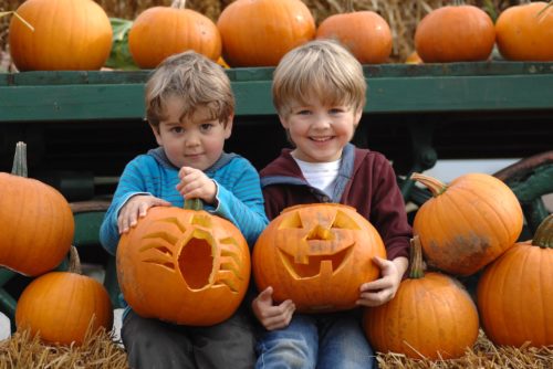 Hatton Pick Your Own Pumpkins