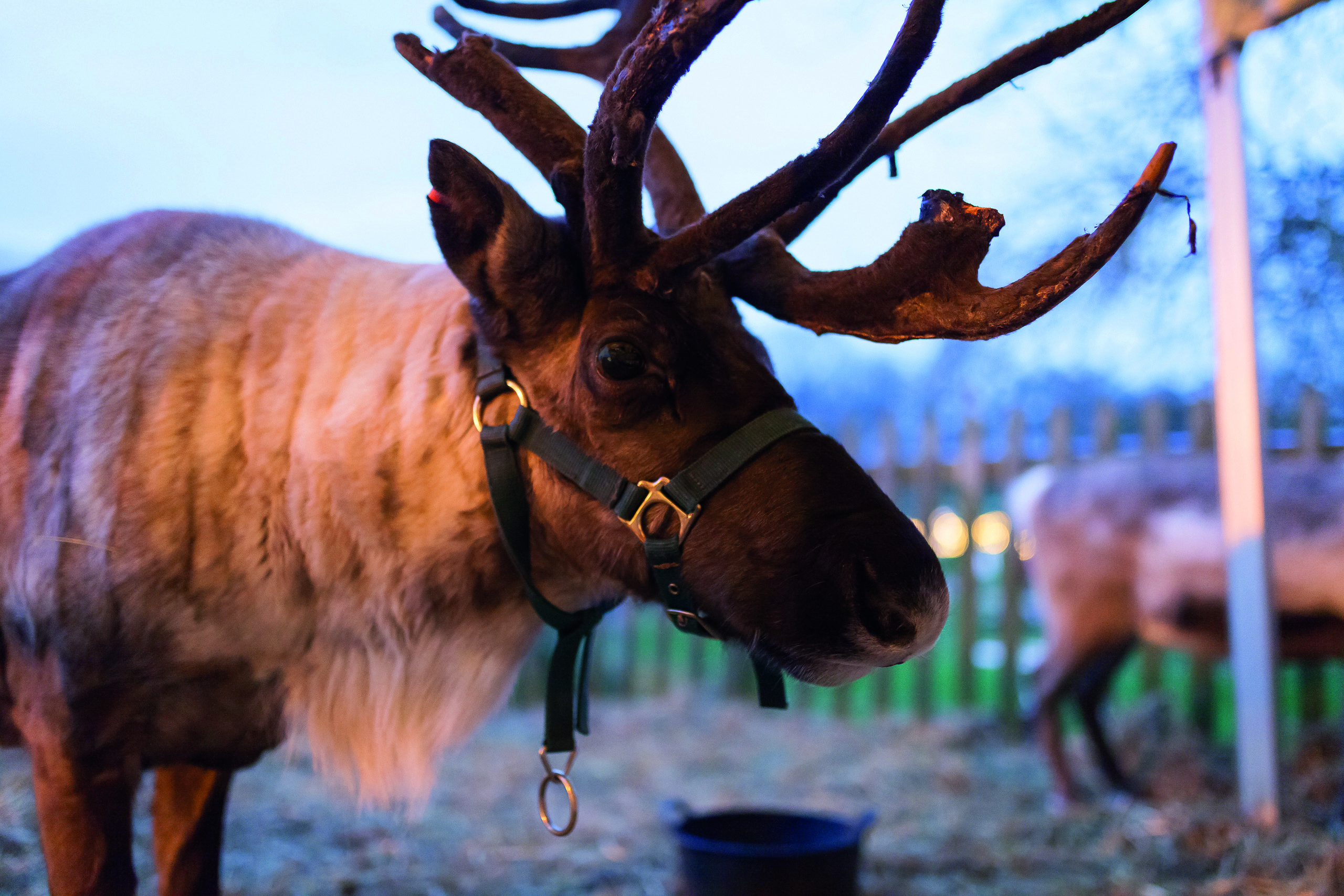 Hatton Enchanted Christmas Reindeer