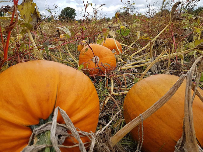 pumpkins
