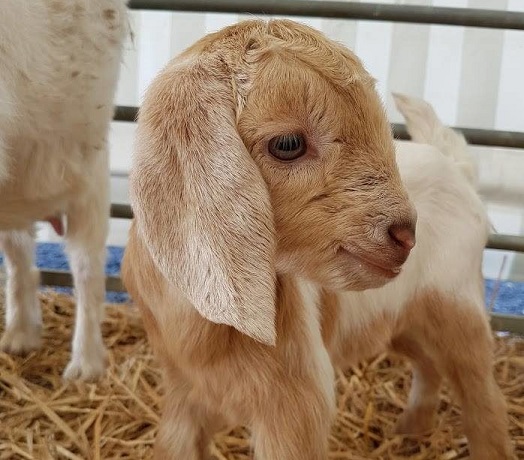 baby goat in hay