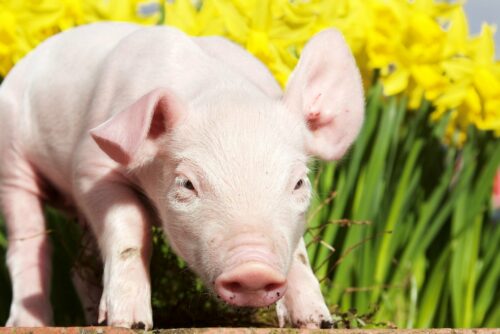 piglet in field of flowers