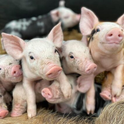 Piglets