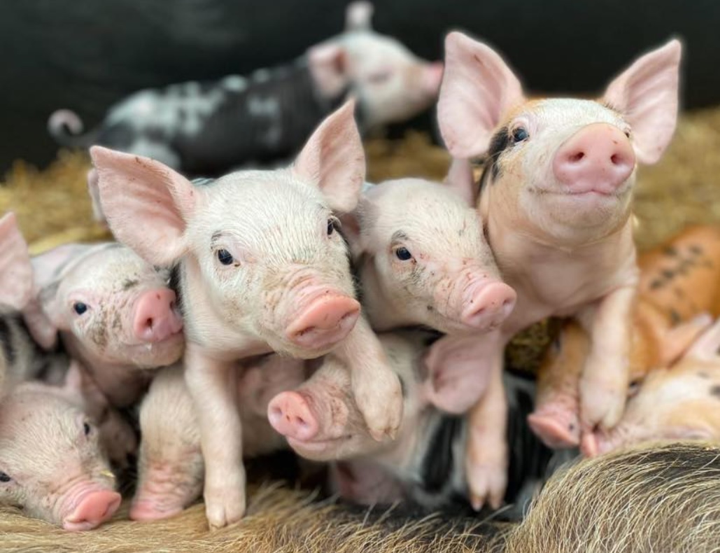 Piglets