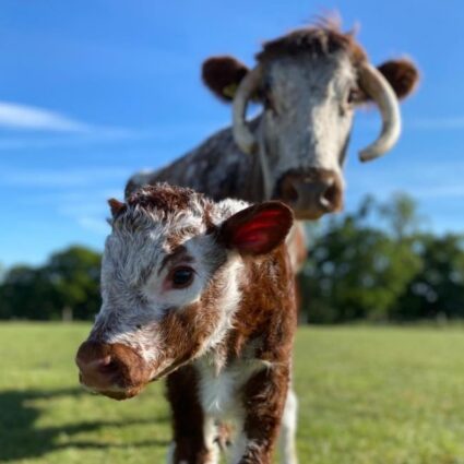 Cow and calf