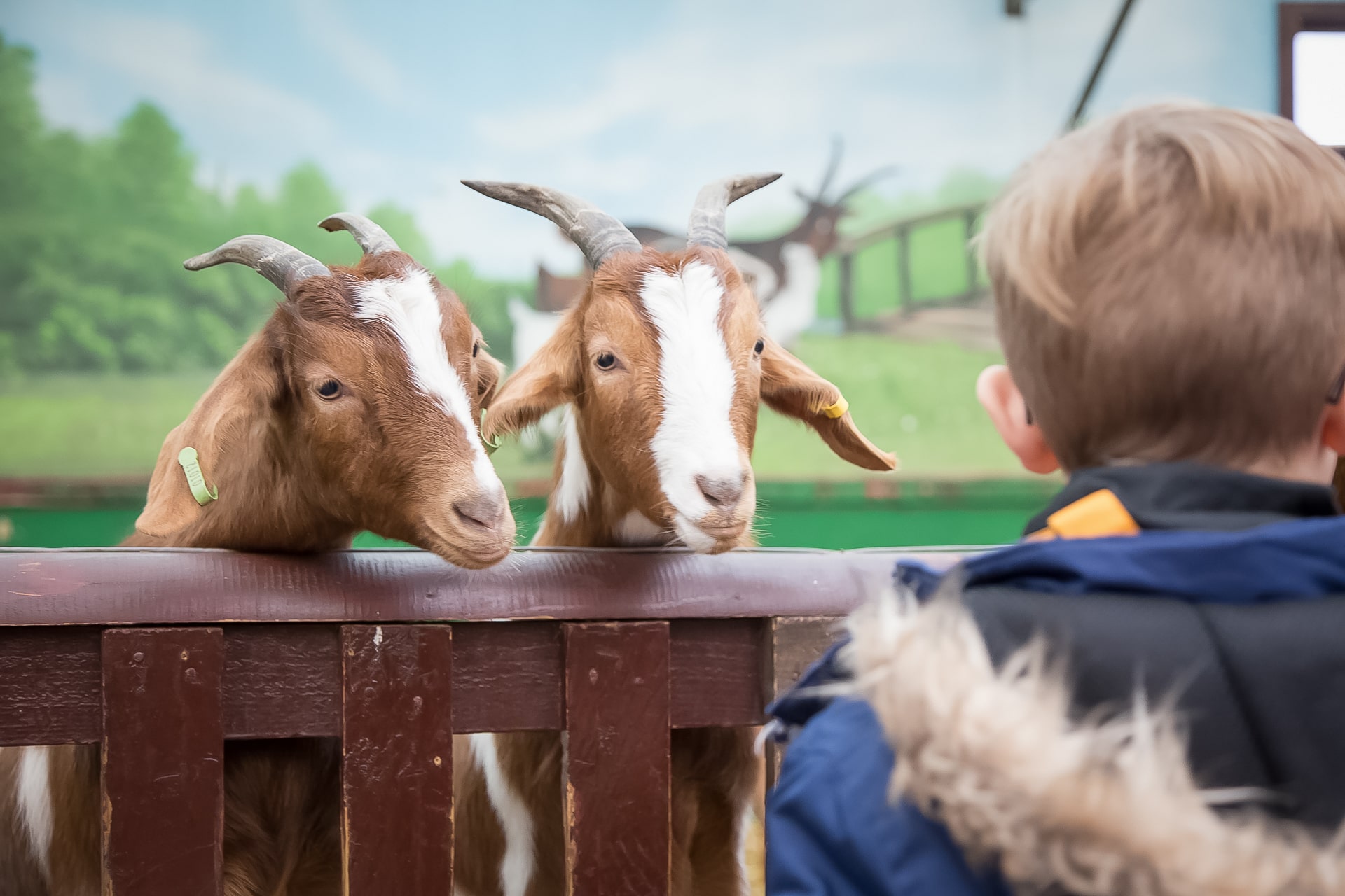 Goats and Child