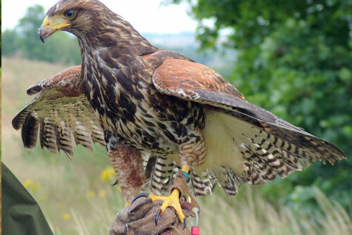 Bird of prey