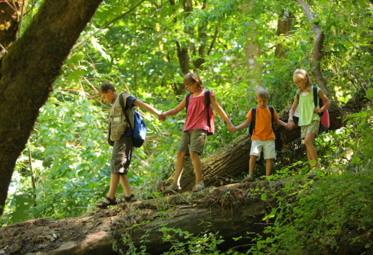 Woodland Adventure