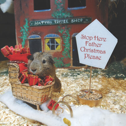 Christmas with guinea pigs
