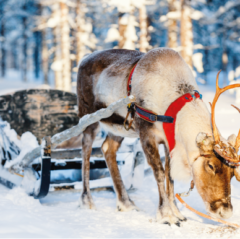 christmas reindeer and sledge