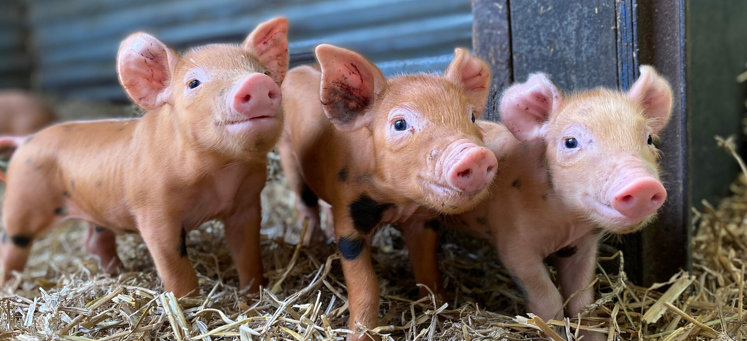 Hatton Adventure World